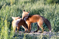 2024-05-27 & 29 - Fox Pups - Kits