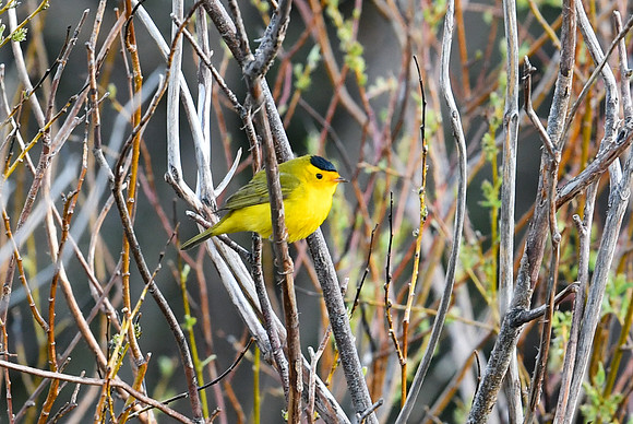 DSC_7721_edited - Wilson's Warbler (Male)