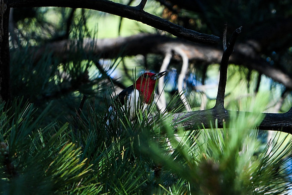 DSC_7619_edited - Red-headed Woodpecker