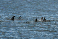 DSC_7296_edited