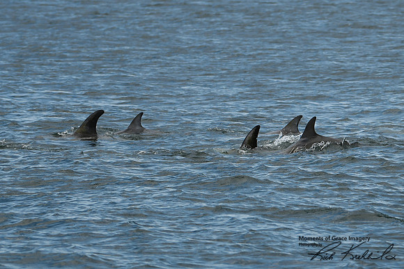 DSC_7296_edited