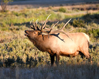 DSC_5601_edited