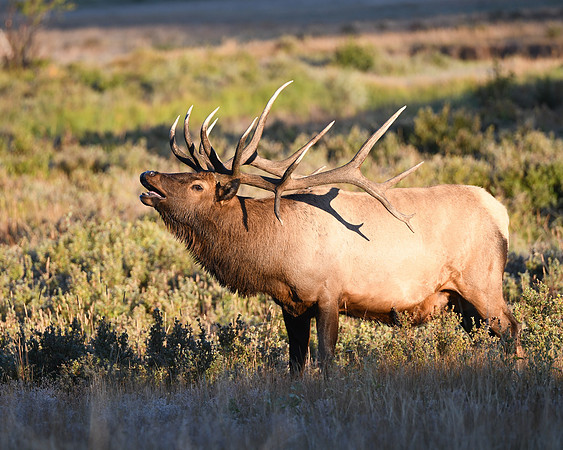 DSC_5601_edited
