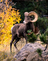 2022-09-30 - Fall in RMNP