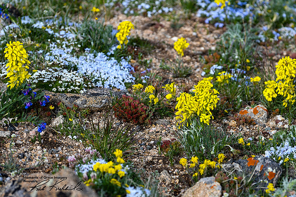 DSC_6367_edited-cropped 4x6-Add Watermark_2022_07_11_09_57_54_edited