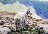 2017-07-16 -  Mountain Goat_edited