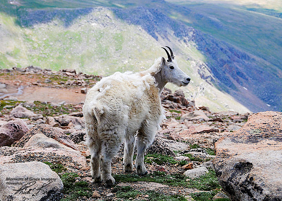 2017-07-16 -  Mountain Goat_edited