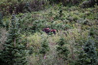DSC_4739_edited - "Let's just stop and look."  "There's a moose!  A pretty cow!"