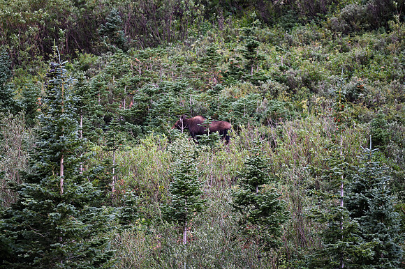 DSC_4739_edited - "Let's just stop and look."  "There's a moose!  A pretty cow!"