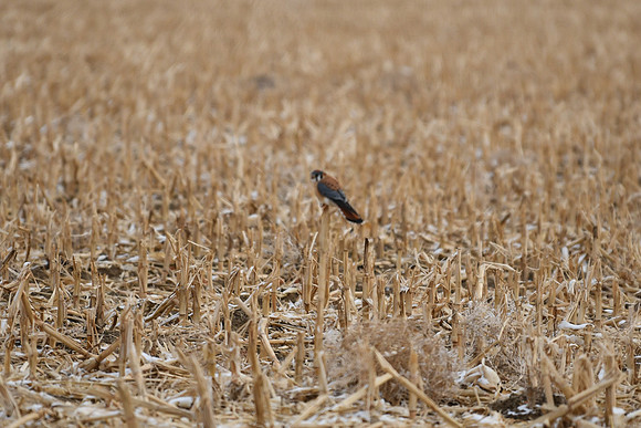 DSC_4263_edited