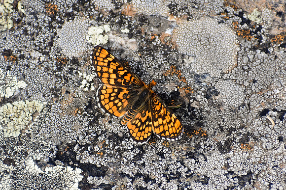 DSC_0995_edited - MK - Northern Checkerspot Butterfly