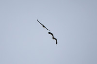 DSC_4037_edited