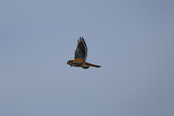 DSC_4276_edited