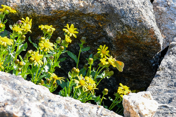 DSC_5556 - Mead’s Sulphur Butterfly - on Dwarf Golden Aster_edited