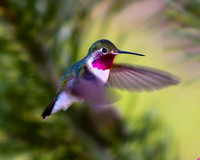 DSC_4459_edited_edited