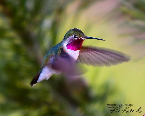 DSC_4459_edited_edited