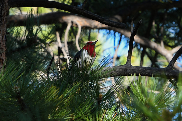 DSC_7642_edited - Red-headed Woodpecker