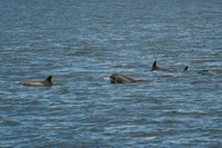 DSC_7274_edited