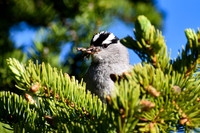 DSC_0826 - MX_edited - White Crowned Sparrow with two grasshoppers!