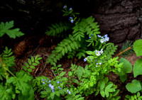 DSC_3055_edited - Jacob's Ladder