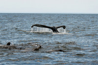 DSC_7498_edited