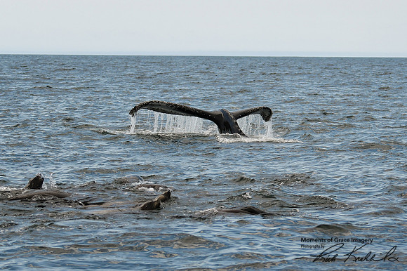 DSC_7498_edited