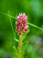 DSC_4370_edited