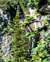 DSC_1861_edited_edited - 8x10 - Blue Pine Cones atop a Sub-alpine Fir with cascade waterfall.