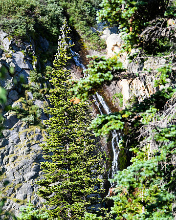 DSC_1861_edited_edited - 8x10 - Blue Pine Cones atop a Sub-alpine Fir with cascade waterfall.
