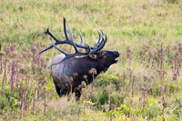 DSC_4635_edited_edited