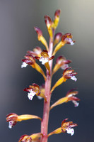 DSC_4619_edited - Spotted Coralroot Orchid