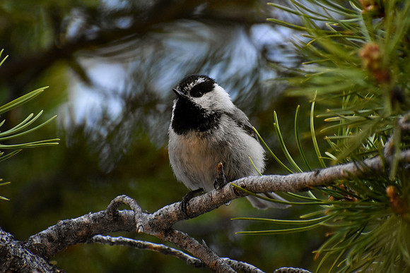 DSC_0747_edited - MX - Mountain Chickadee