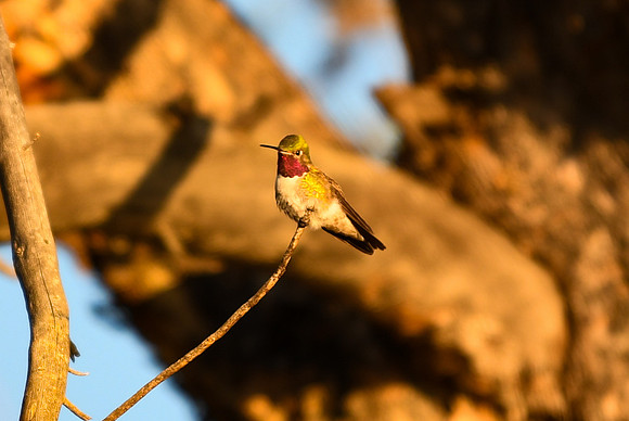 DSC_6279_edited - Broad-tailed hummingbird (Male)