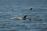 DSC_7310_edited