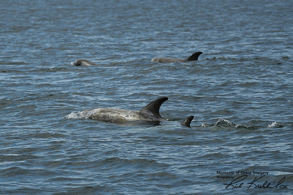 DSC_7310_edited