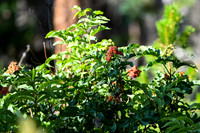 DSC_1844_edited - Red Elderberry