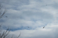 DSC_3918_edited