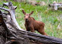 DSC_5521_edited-5x7