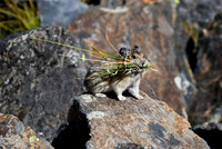 DSC_6778_edited