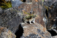 DSC_6772_edited
