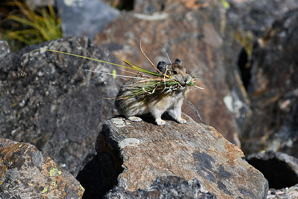 DSC_6772_edited