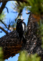 DSC_6908_edited - Williamson's Sapsucker