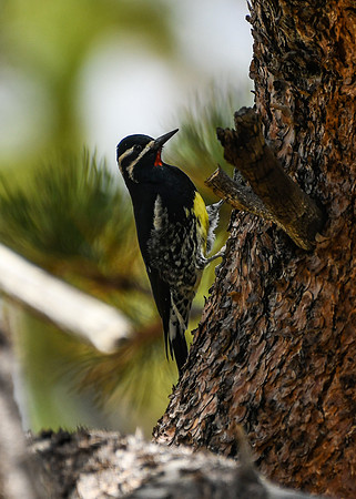DSC_6920_edited - Williamson's Sapsucker