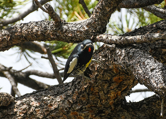 DSC_6969_edited