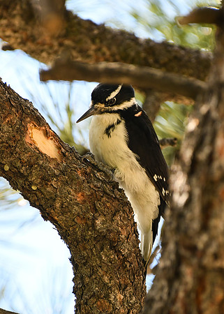 DSC_7172_edited - Rocky Mtn Hairy Woodpecker - Female