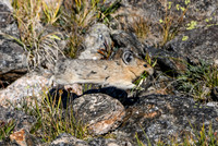DSC_6727_edited