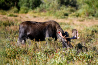 DSC_6640_edited