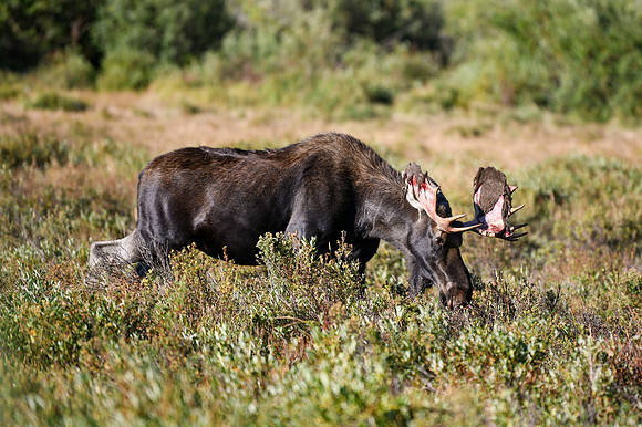 DSC_6649_edited