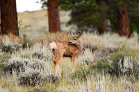 DSC_6515_edited