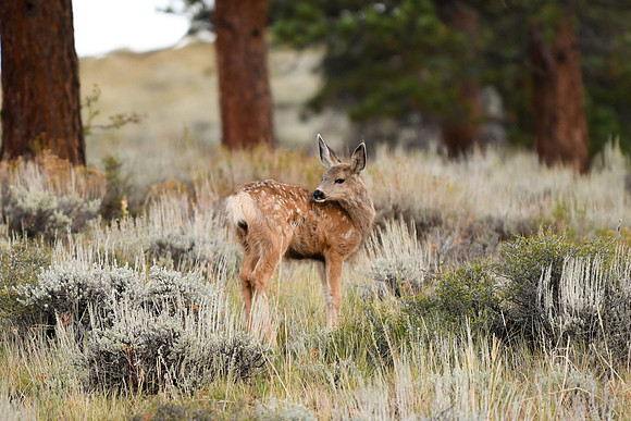 DSC_6515_edited